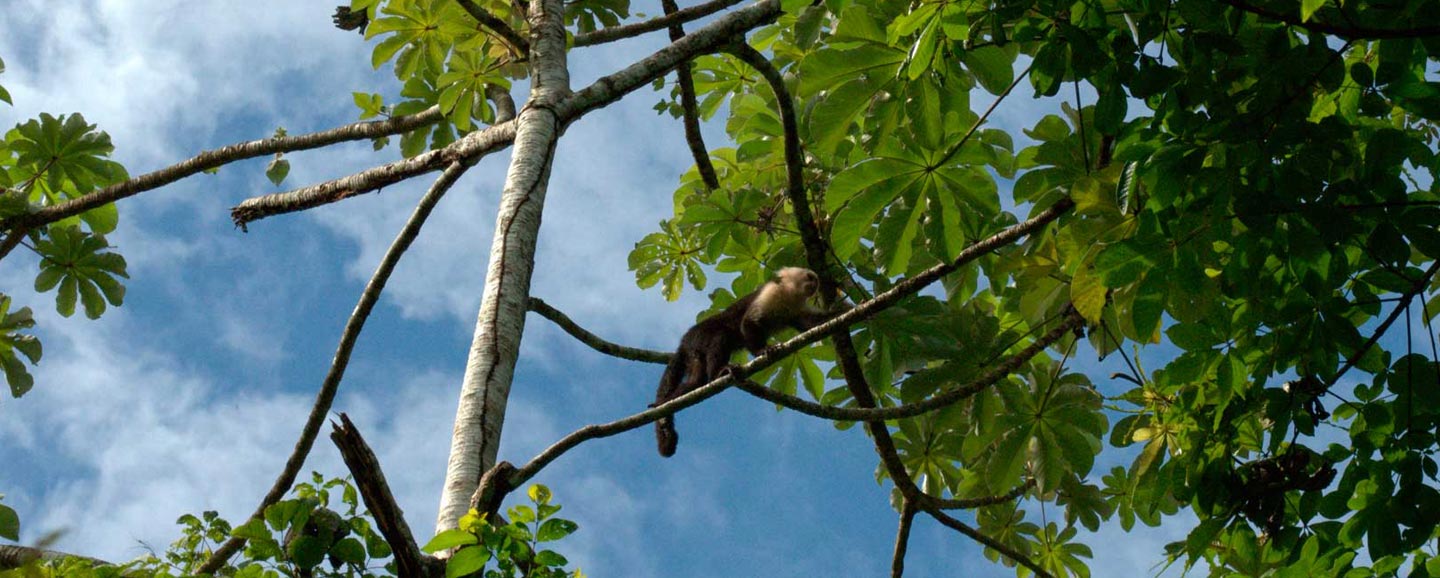 Carara National Park Costa Rica, Jaco Adventures Transfers & Tours