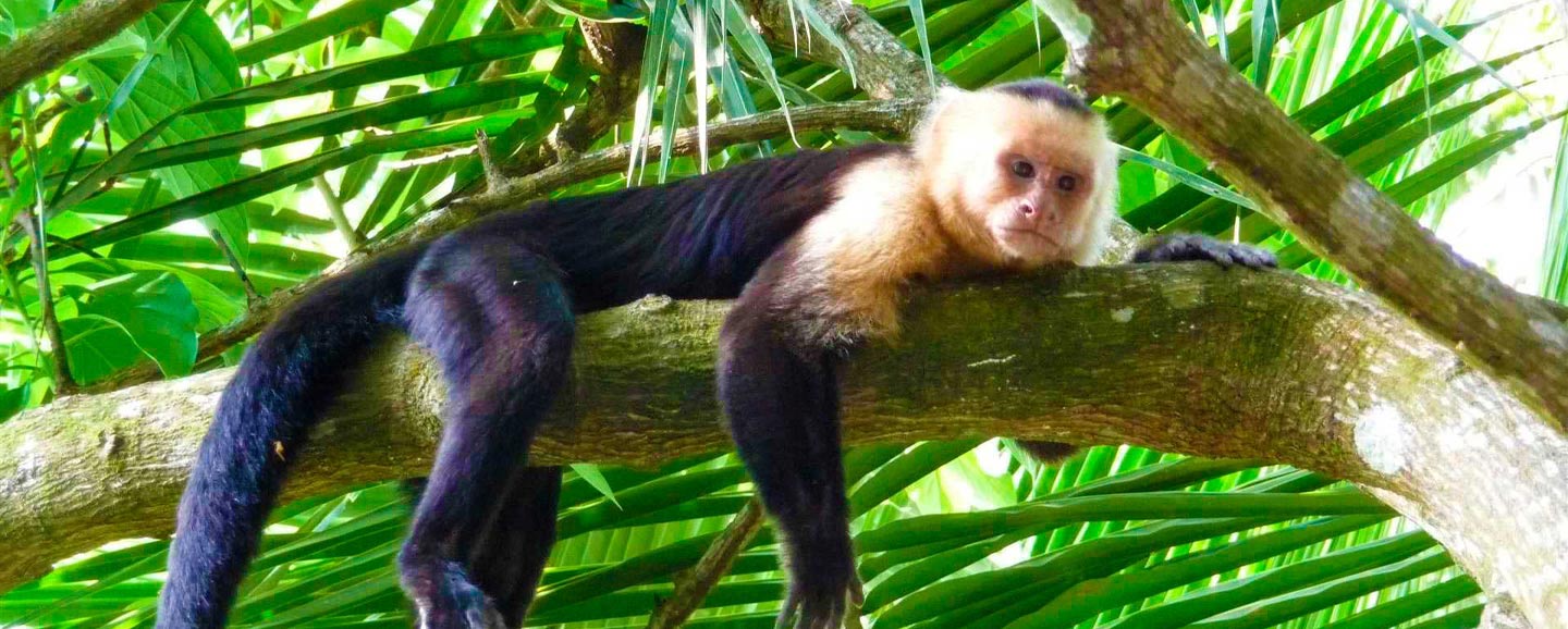 Monkey Tour Costa Rica, Jaco Adventures Transfers & Tours